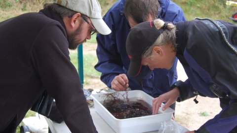 Sea dip sample