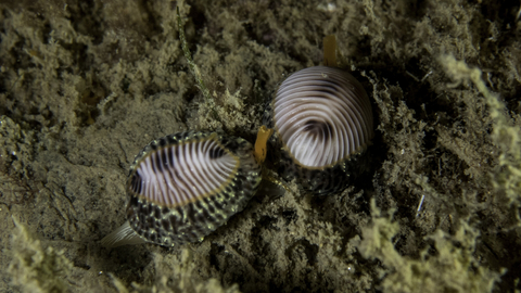Spotted cowrie pair