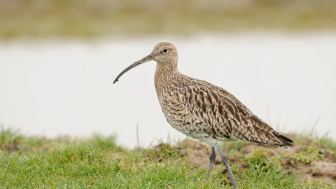 Curlew