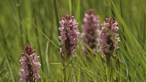 Southern-marsh orchids