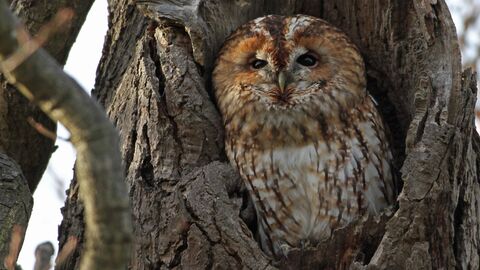 Tawny owl