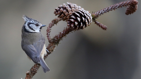 Crested tit