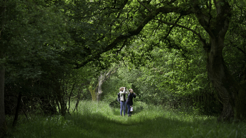 Woodland walk