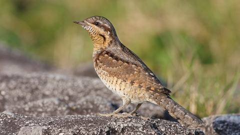 A wryneck standing on a rock