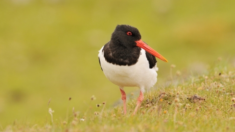 Oystercatcher