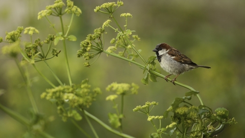 house sparrow