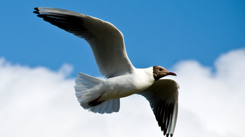 Black-headed gull