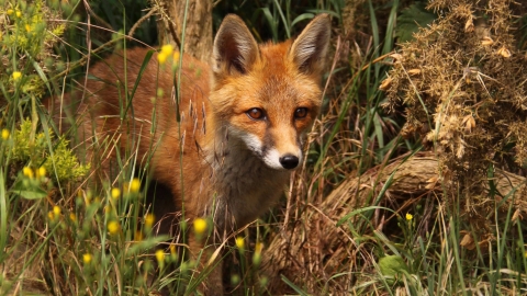 Fox