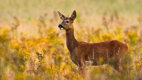 Roe deer