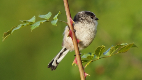 Long-tailed tit