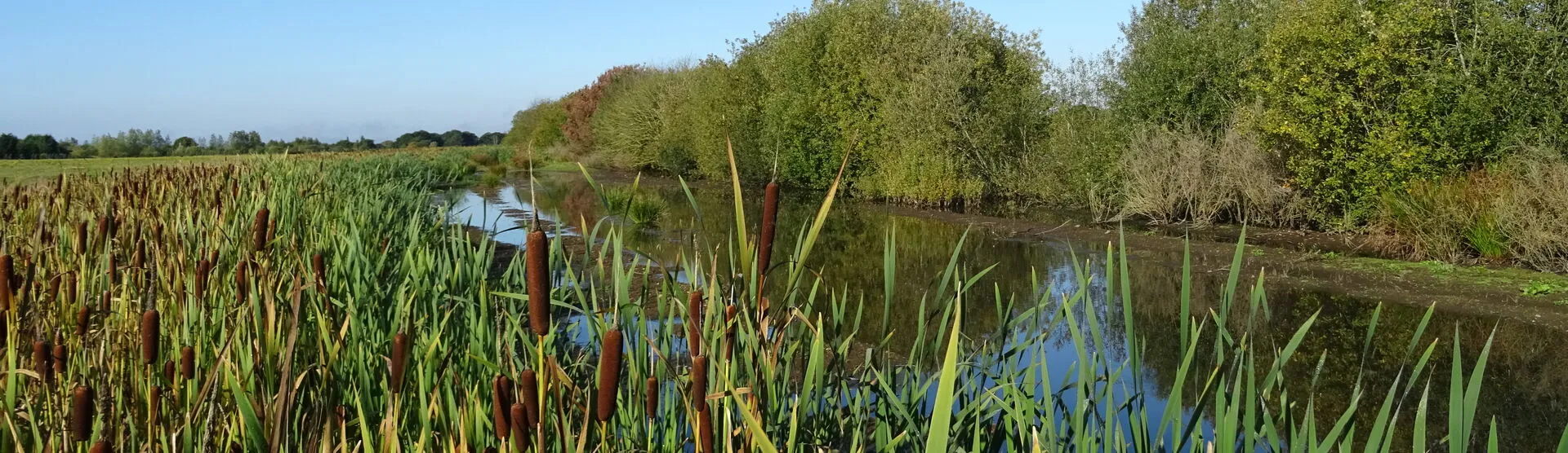 Wildlife habitat beside the former RAF runway