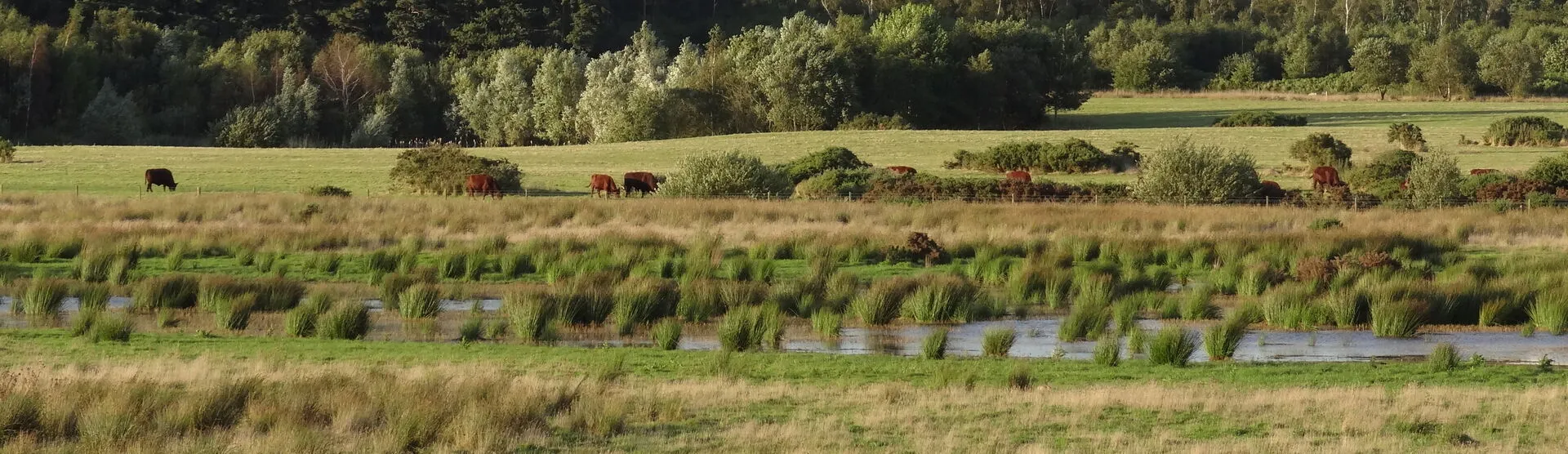 A genuine view across Woodhall Spa Airfield Nature Reserve