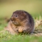 Water Vole