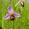 Bee Orchid