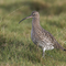 Curlew