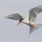 Common Tern