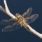 Four-spotted chaser