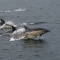 Common dolphins