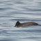 Harbour porpoise