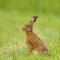 Hare