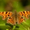 comma butterfly (Caroline Steel)