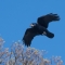 Rook (c) Tim Melling