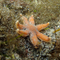 Seven armed starfish