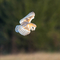 Barn owl in flight