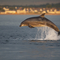 Bottlenose Dolphin - John MacPherson/2020VISION