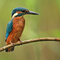 Kingfisher