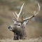 Red deer stag