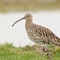 Curlew