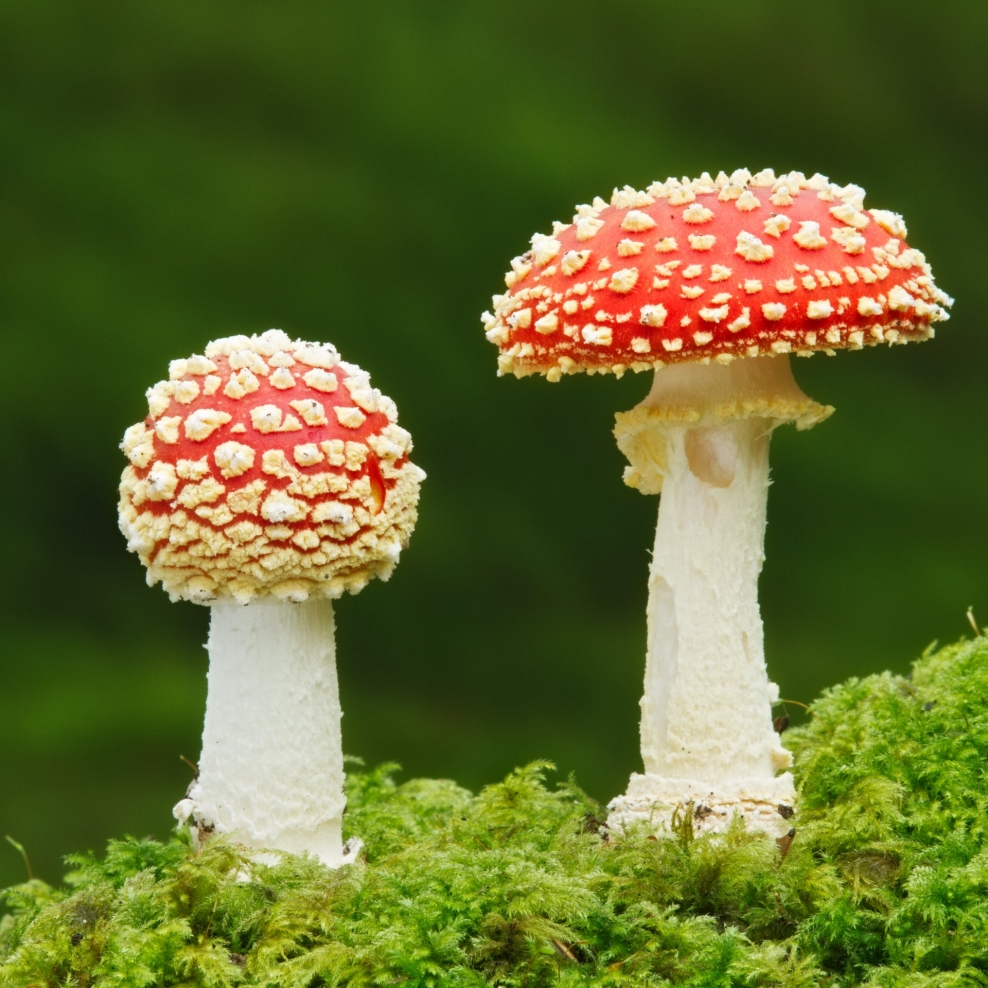 Fascinating fungi | Lincolnshire Wildlife Trust