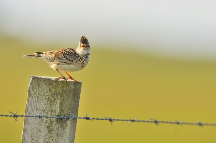 Willow Tree Fen | Lincolnshire Wildlife Trust