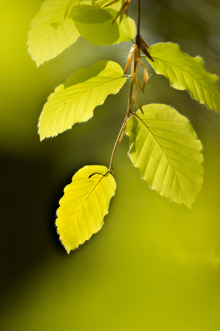 Beech tree