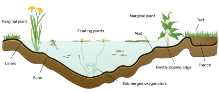 Wildlife Pond Diagram