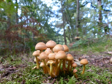 Linwood Warren fungi