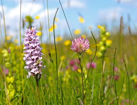 Love Lincs Plants