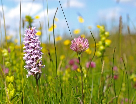 Love Lincs Plants