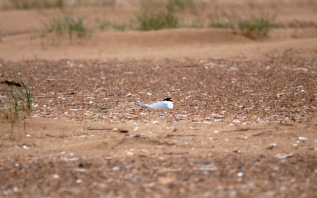 Little tern