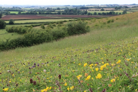 Red Hill Coronation Meadow