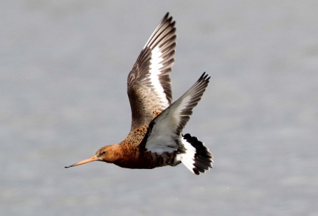 Black tailed godwit