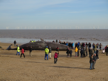 Sperm Whale Seacroft