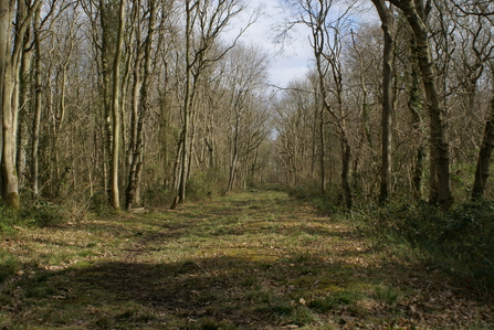 Legbourne Wood