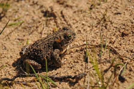 Natterjack toad