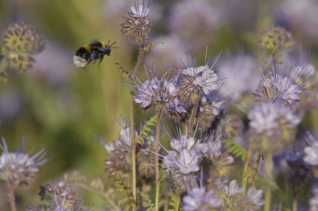 Buff tailed bumblebee