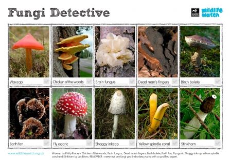Fungi Detective Spotter Guide
