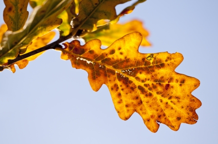 Oak leaf