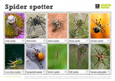 Spider Spotter Guide