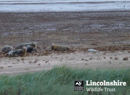 Donna Nook first seal pup 2018